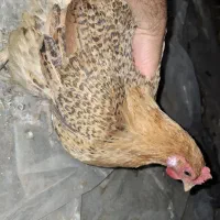 فروش ۷عدد. مرغ بالغ دونه۱تومن