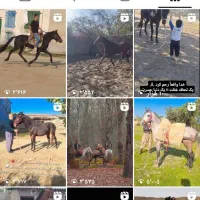 خرید فروش اسب صحرا|اسب و تجهیزات اسبسواری|کردکوی, |دیوار