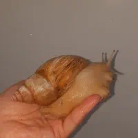 حلزون آچاتینا اسکارگو|آرایشی، بهداشتی، درمانی|میاندوآب, |دیوار