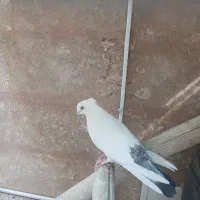 کبوتر دم سیاه