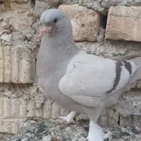 کبوتر. سبز و سوسنی درشت .فسا