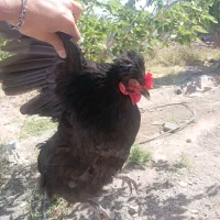 مرغ بلک استار تخمگذار و گلپایگان گرید A
