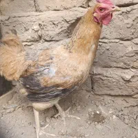 مرغ