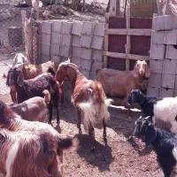 بز ذات دار داشتی