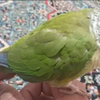 طوطی گرینچیک رام