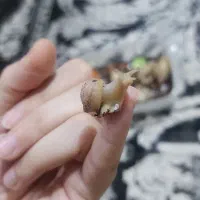 حلزون و خاویار حلزون