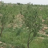 باغ-بادام-در-منطقه-خشکرود