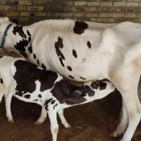 گاو و گوساله|حیوانات مزرعه|بیلوار, |دیوار