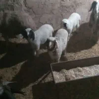 میش وا  بره  بیگ|حیوانات مزرعه|مسجد سلیمان, |دیوار