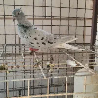 کوهی دم سفید|پرنده|اهواز, کارون|دیوار
