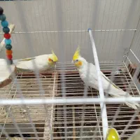 پرنده عروس هلندی