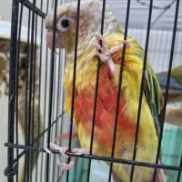 دوتا گرینچیک رام باقفس