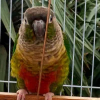 گمشده طوطی گرینچینگ