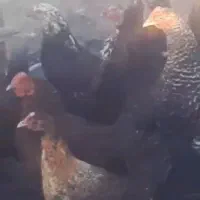 مرغ وخروس لری عشایری