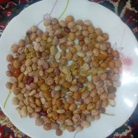 لوبیا چیتی سرما زده