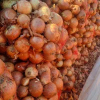 پیاز ی|حراج|تهران, میدان میوه و ترهبار مرکزی|دیوار