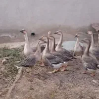 قوغاز.غاز