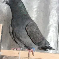تعداد نر ماده ضمانتی