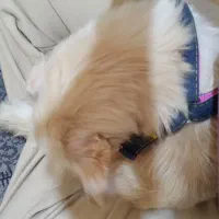 سگ خیلی باهوش خیلی بی سروصدا