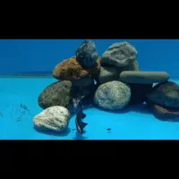 یک جفت روح ماهی(بلک گوست)ـ یک جفت آنجل ـ کالر فول