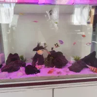 آکواریوم|ماهی|خوی, |دیوار