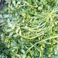 کلشک تازه چیده