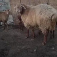 اصلاندوز  مغان