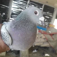 کفترپلاکی|پرنده|صدرا-فارس, باغشهر بهارستان صدرا|دیوار