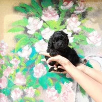 پودل نر|سگ|مشهد, باغون آباد|دیوار