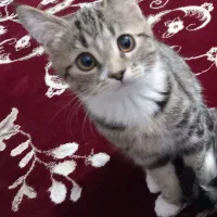 گربه|گربه|زنجان, |دیوار