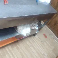 تعدادی وسایل ساندویچی|کولر آبی|رباط‌کریم, رباط‌کریم|دیوار