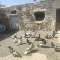 کبوتر رنگه