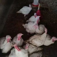 بوقلمون بیوتی|حیوانات مزرعه|گنبد کاووس, |دیوار