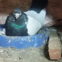 تعداد۷۰ تا کبوتر آنتیک