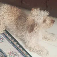 سگ شیتزو|سگ|نیشابور, ۲۲ بهمن|دیوار