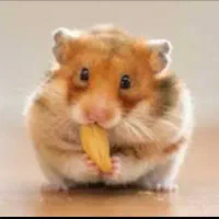 همستر نر ماده بچه نژاد دار.