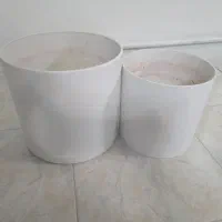 گلدون پلی مری