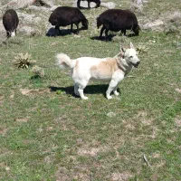 پاکوتاه سرابی فروشی