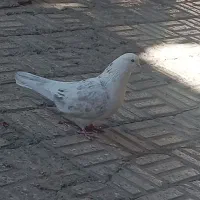 کبوتر دوکت و سینه ای