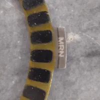 صفحه کلاچ|قطعات یدکی و لوازم جانبی|تربتحیدریه, ترمینال|دیوار