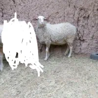 میش بدون دنبه دو رگ لاکن