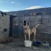 سلام واگزاری سگ پژدر