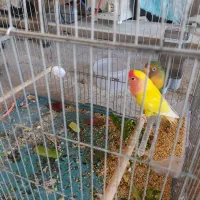 فروش یک جفت طوطی برزیلی مولد