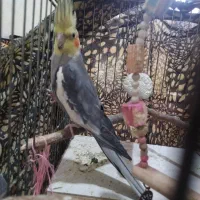 پرنده|پرنده|هشتگرد, ینگی امام|دیوار