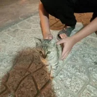 معاوضه بچه گربه ماده|گربه|قم, پردیسان|دیوار