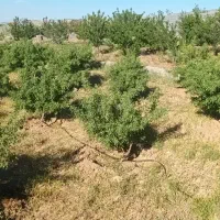 فروش باغ سیاسرد زیر سالمندان پشت آبرسانی