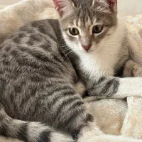 گمشده|گربه|تهران, اسکندری|دیوار