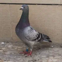 دو عدد پلاکی نر