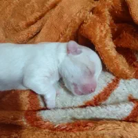 سگ شیتزو جنسیت نر|سگ|ری, اقدسیه|دیوار