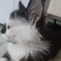 گربه فروشی|گربه|دزفول, |دیوار